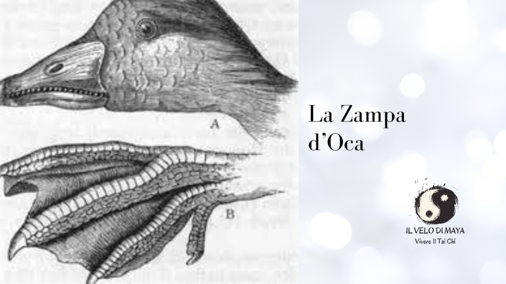 La zampa d'Oca