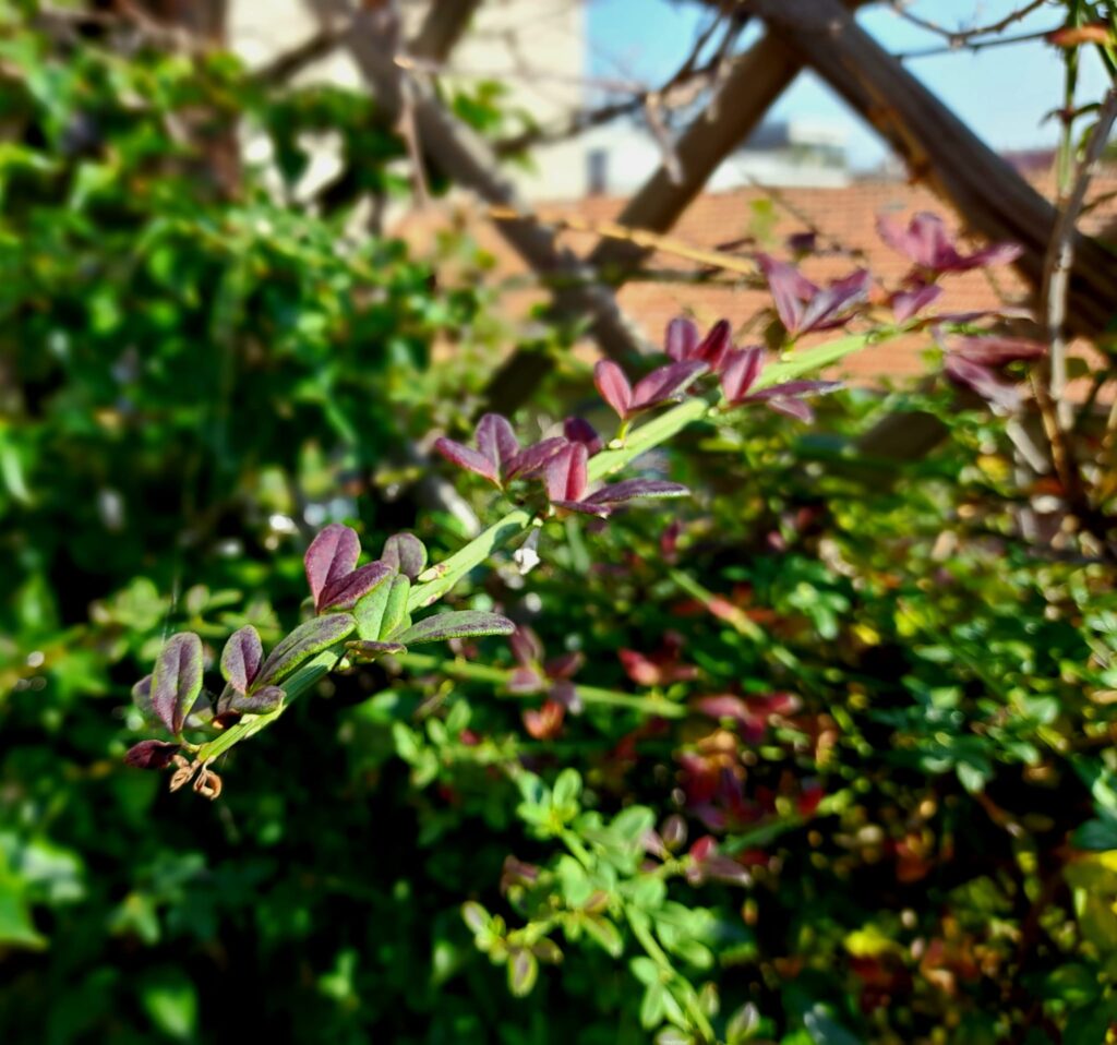 Viola di Autunno